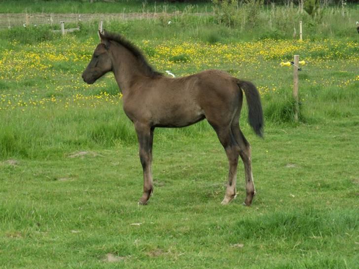 New Forest Calandias Avalanche  - Avalanche kigger efter "mor" - Carnation, der er ude og ride billede 5