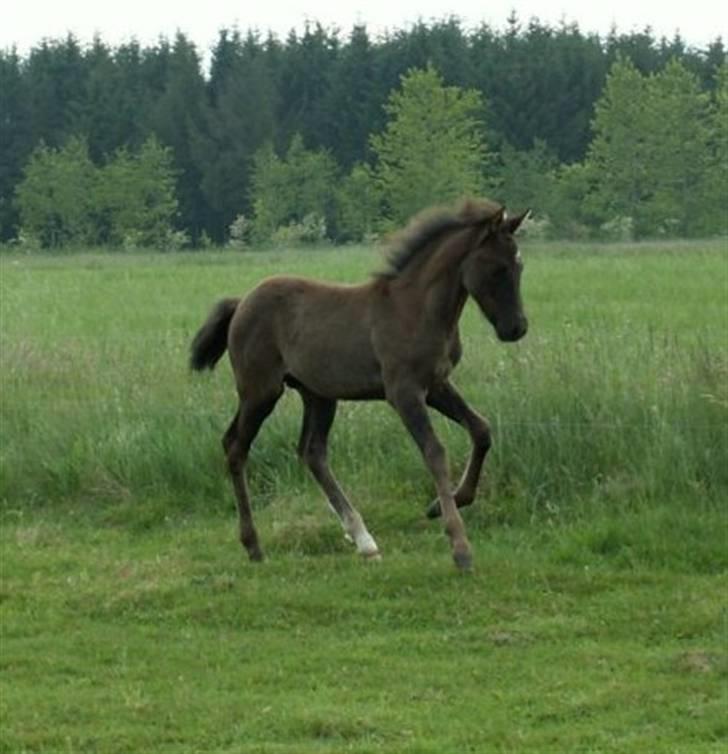 New Forest Calandias Avalanche  - En lille rask galop tur, masser energi har man nok af billede 6