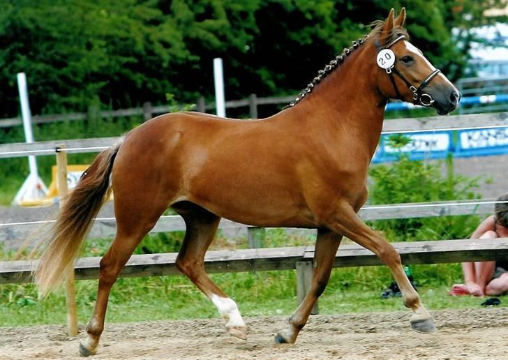 New Forest Calandias Red Carnation - Billede fra kåring 2005 billede 1