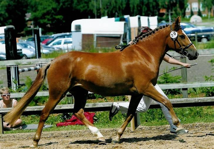 New Forest Calandias Red Carnation - Billede fra kåring 2005 billede 2