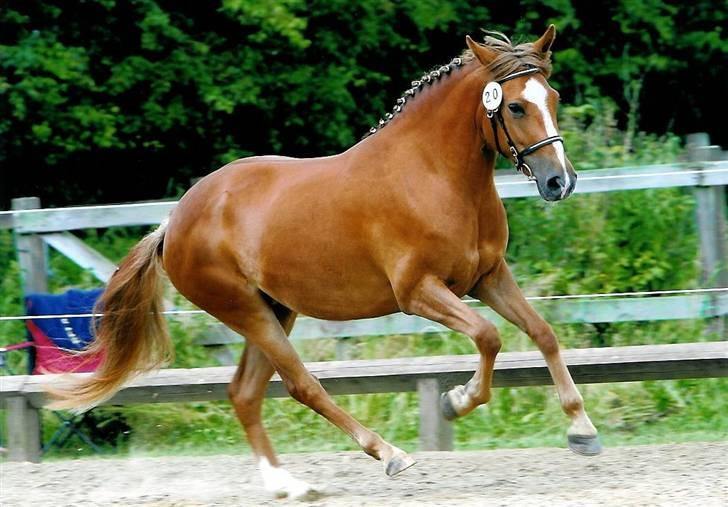 New Forest Calandias Red Carnation - Billede fra kåring 2005 billede 3