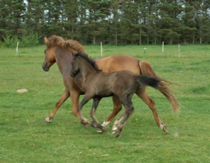 New Forest Calandias Red Carnation - Avalanche er meget glad for, at Carnation er kommet tilbage efter en ridetur billede 4