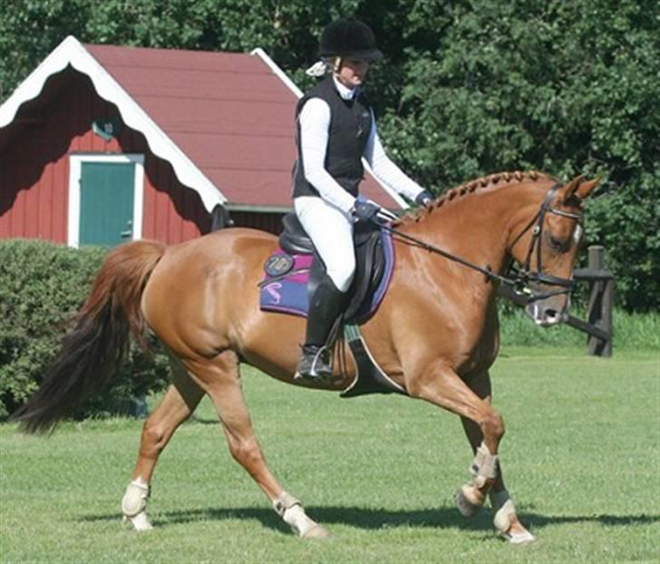 New Forest Calandias Red Carnation - Marrondales Marguerita - Carnations mor billede 5