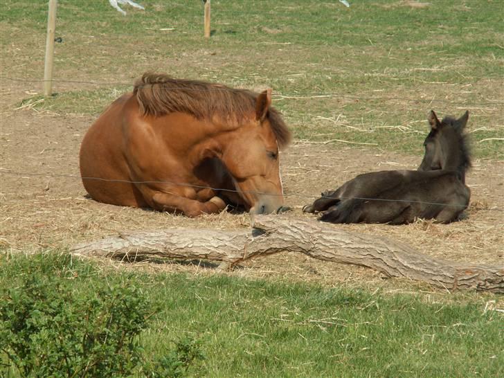 New Forest Calandias Red Carnation - Carnation og Avalanche tager sig en lille middagslur billede 6