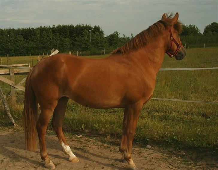 New Forest Calandias Red Carnation - Carnation i profil billede 7