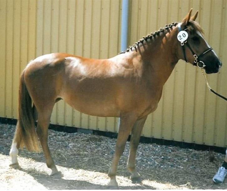 New Forest Calandias Red Carnation - Billede fra kåring 2005 billede 8