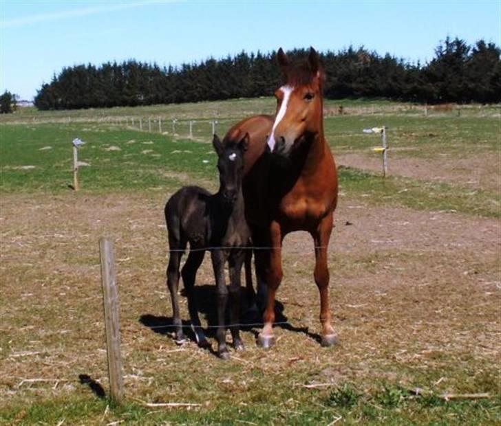 New Forest Calandias Red Carnation - Carnation og Avalanche billede 9