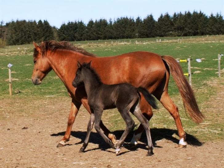 New Forest Calandias Red Carnation - Carnation med Avalanche billede 10