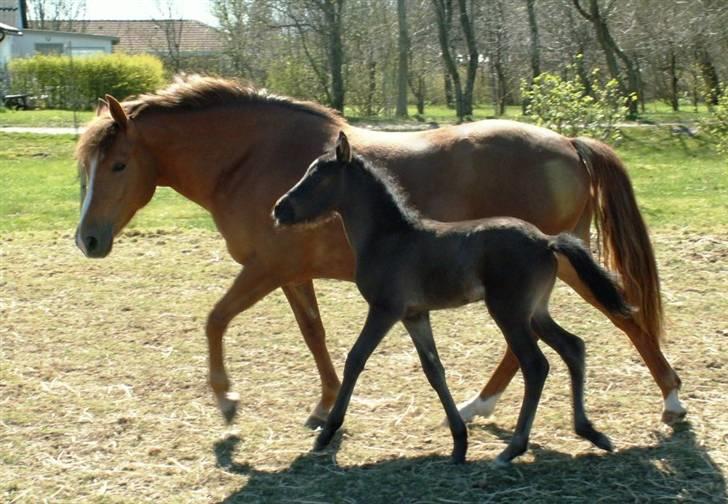 New Forest Calandias Red Carnation - Carnation med Avalanche, han er ca. 1 uge gammel billede 11