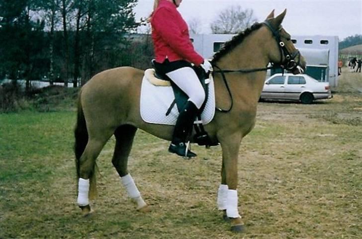 New Forest Calandias Red Carnation - Carnation og hendes rytter til stævne billede 12