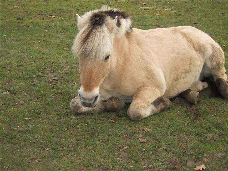 Fjordhest Robin <3  - ( 13 ) - Jeg elsker dig højere end noget andet Robin <3 Taget den 21 oktober af mig billede 13