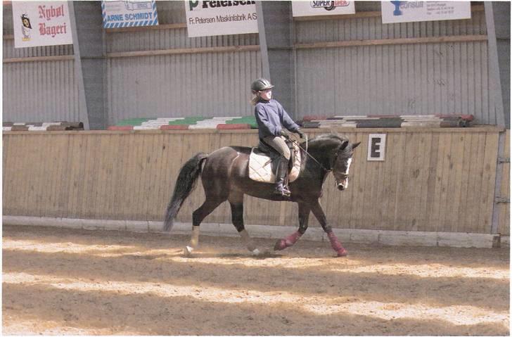 Anden særlig race Chantanell *Solgt* -  Foto: Foto4You.dk billede 10