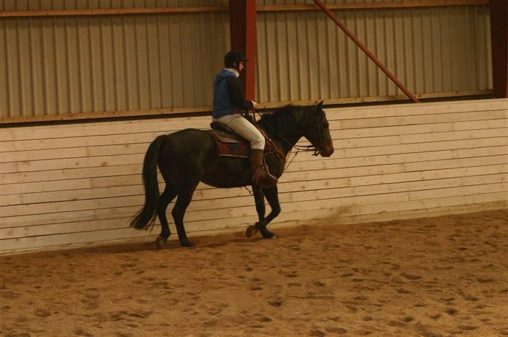 Anden særlig race Poco-Point - på clinic den 7 okt. 07 billede 6