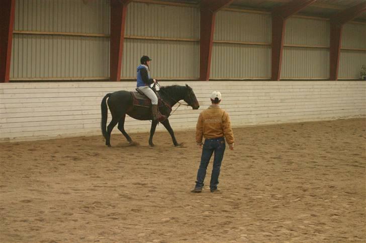 Anden særlig race Poco-Point - øvelse på at bakke billede 7