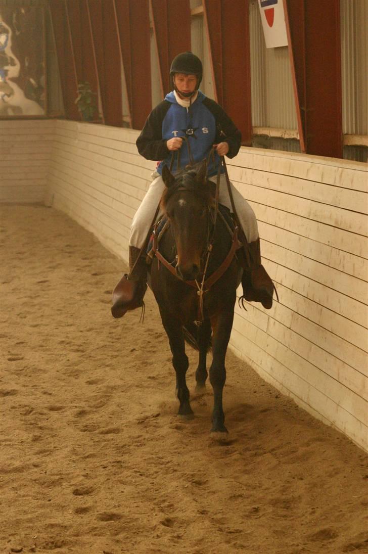 Anden særlig race Poco-Point - forfra i samling billede 8