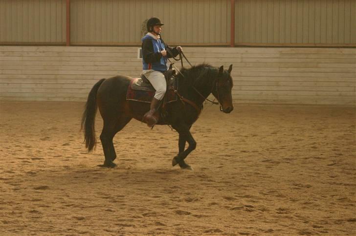 Anden særlig race Poco-Point - samling før eftergivenhed billede 9