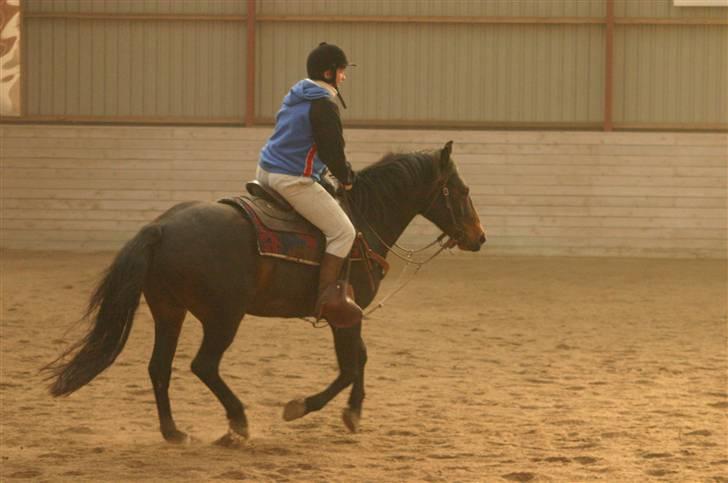 Anden særlig race Poco-Point - forsøg på lope billede 10