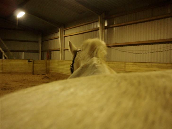 Anden særlig race Winner [Tidligere part] - vi have virkelig hyggedag da han skulle prøve sit nye hovedtøj :D billede 9