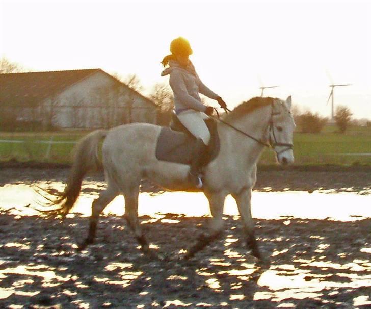 Anden særlig race Winner [Tidligere part] - 06.02.08; Winner og jeg rider lidt dressur på banen - trav <3 Foto: Katrine. billede 12