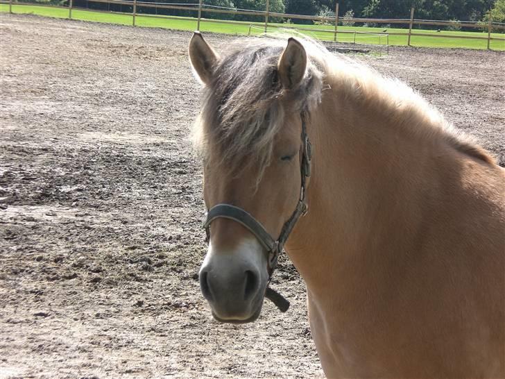 Anden særlig race Jolly Jumper billede 1