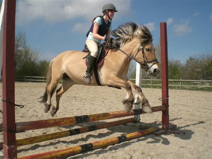 Anden særlig race Jolly Jumper - jeg springer på jolly (: billede 4