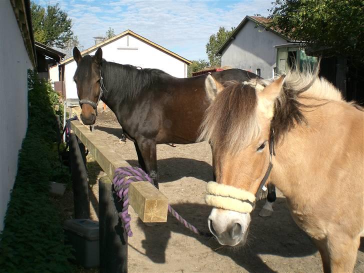 Anden særlig race Jolly Jumper - jolly og Lipton hygger! billede 6