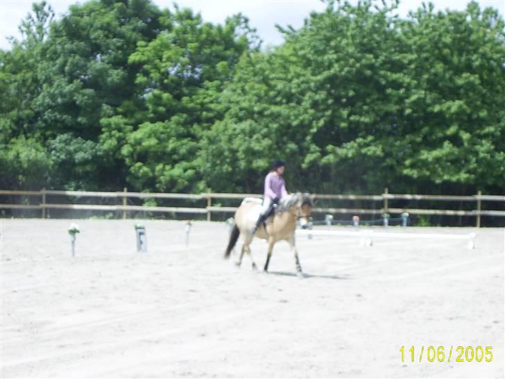 Anden særlig race Jolly Jumper - på banen 05 billede 11
