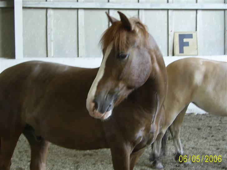 Anden særlig race Jolly Jumper - Jollys gamle kæreste Remy han blev aflivet sep. 06 . man kan se jollys bagpart i baggrunden (: billede 12