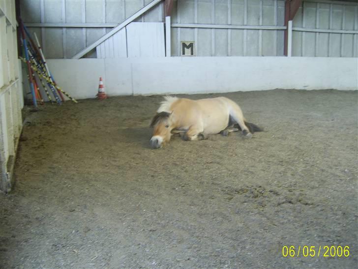 Anden særlig race Jolly Jumper - jolly ruller sig i ridehuset (: billede 13