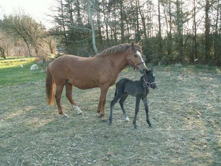 New Forest Calandias Avalanche  - På fold for første gang, efter Avalanche er født om morgenen billede 7