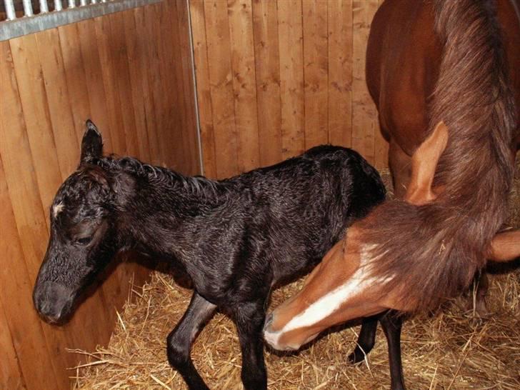 New Forest Calandias Avalanche  - En lille Avalanche der lige er kommet ud i den store verden billede 8