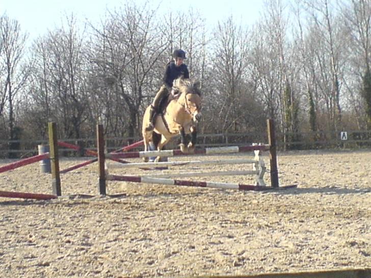 Anden særlig race Jolly Jumper - Mie og jolly springer 90 cm  billede 14