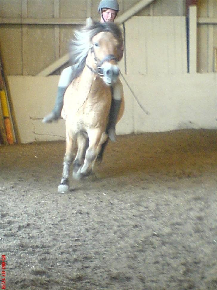 Anden særlig race Jolly Jumper - I galop <3 billede 15