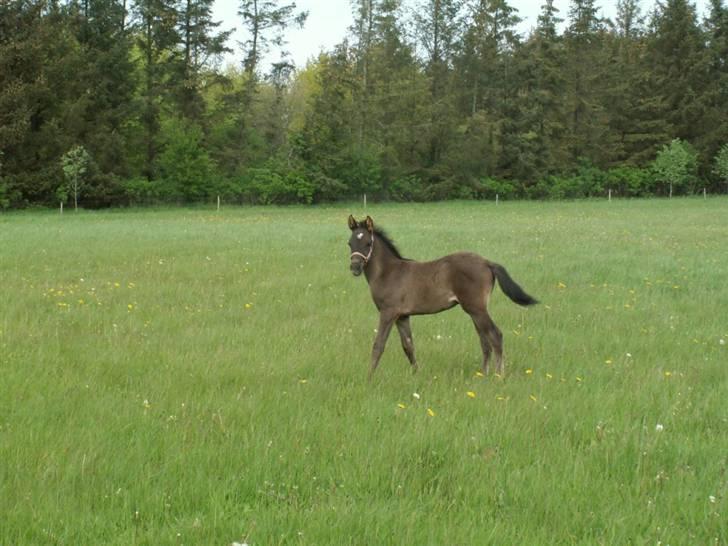 New Forest Calandias Avalanche  - Avalanche hygger sig på en dejlig grøn sommerfold billede 10