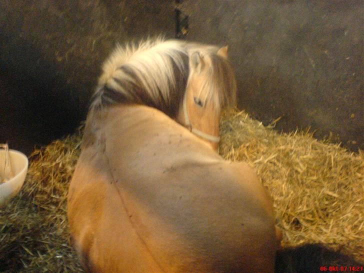 Anden særlig race Jolly Jumper - Jolly ligger ned billede 16