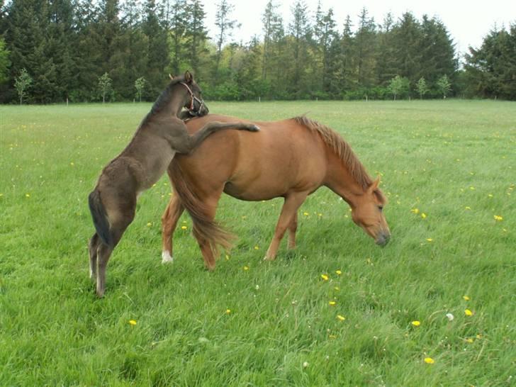 New Forest Calandias Avalanche  - Avalanche håber at dette stunt giver lidt opmærksomhed fra "mor" - Carnation billede 11