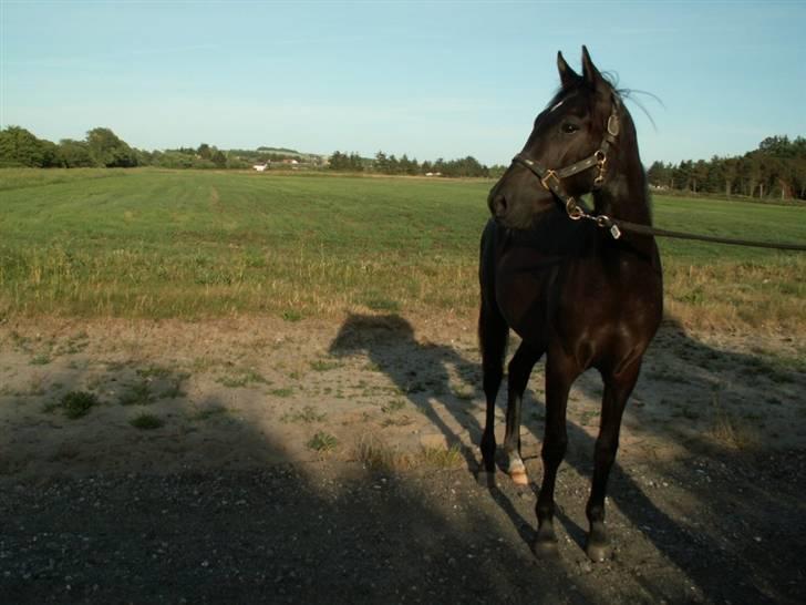 New Forest Calandias Avalanche  - Kigger på nogle islænder der syntes, at Avalanche er spændende billede 12