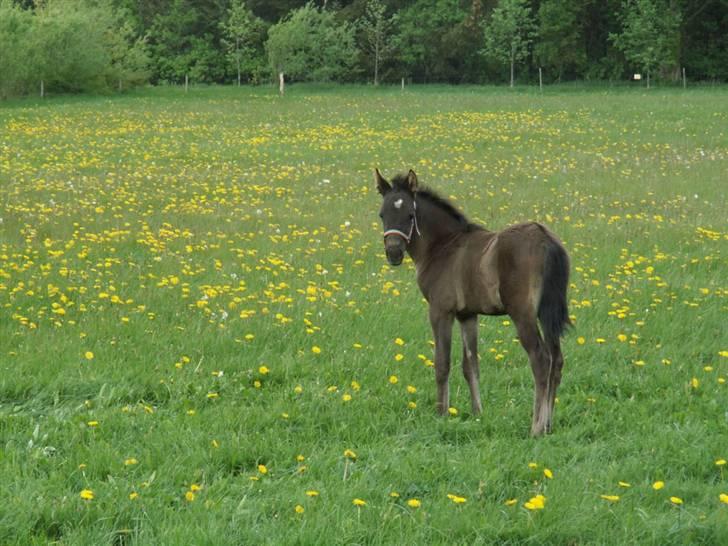 New Forest Calandias Avalanche  - Endnu et  billede fra folden billede 13