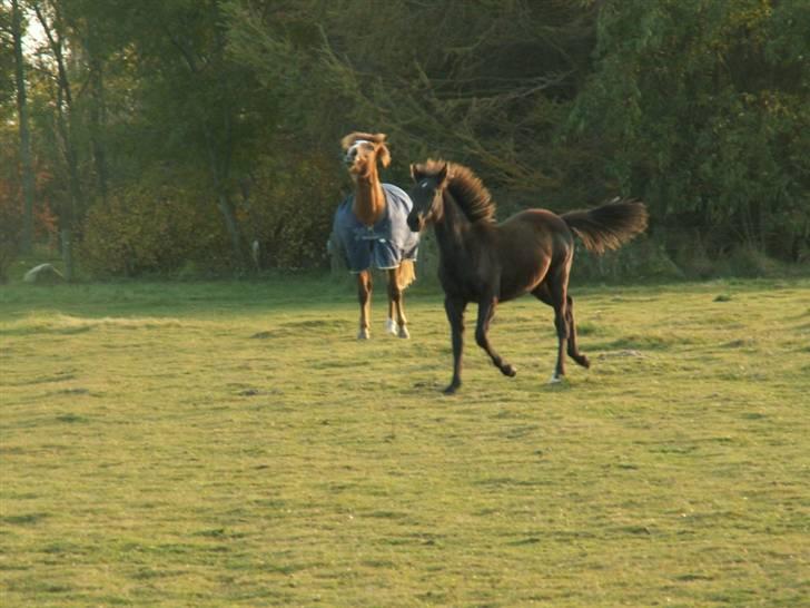 New Forest Calandias Avalanche  billede 14