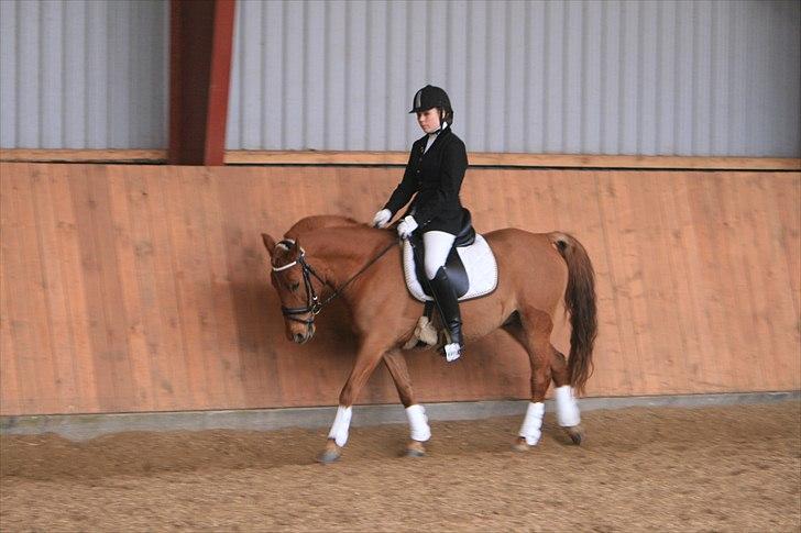 Anden særlig race Bounty <3 -  Stævne Hundborg d. 27 marts 2011 billede 9