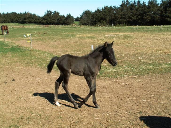 New Forest Calandias Avalanche  - En lille frisk Avalanche, altid frisk på lidt leg billede 15