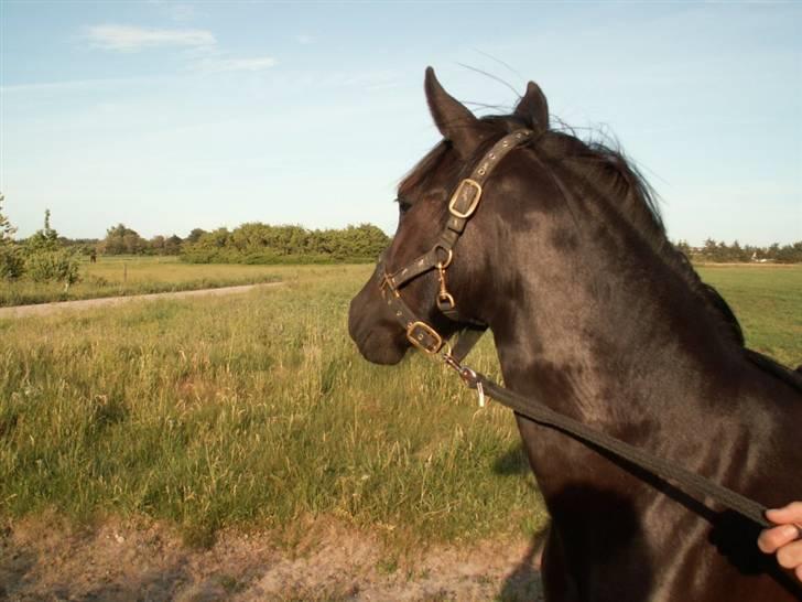 New Forest Calandias Avalanche  - Avalache kigger på islænder billede 16