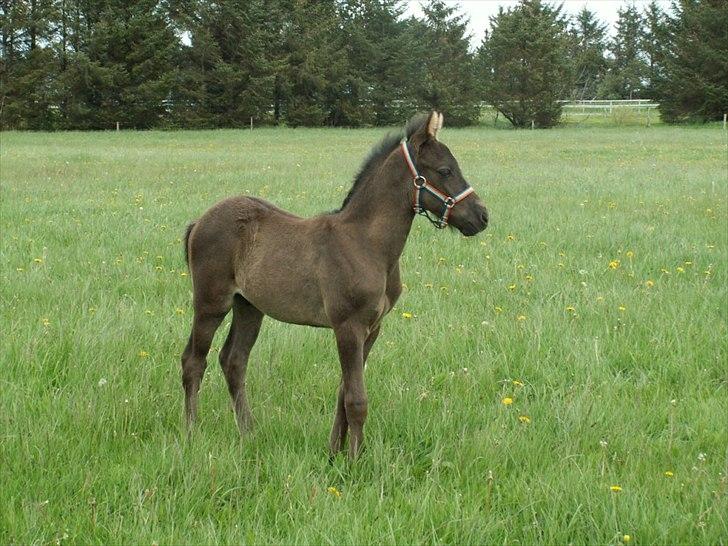 New Forest Calandias Avalanche  - Avalanche og Carnation stiller sig rigtig op for fotografen billede 17