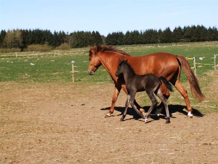 New Forest Calandias Avalanche  - En lille travetur med "mor" - Carnation billede 18