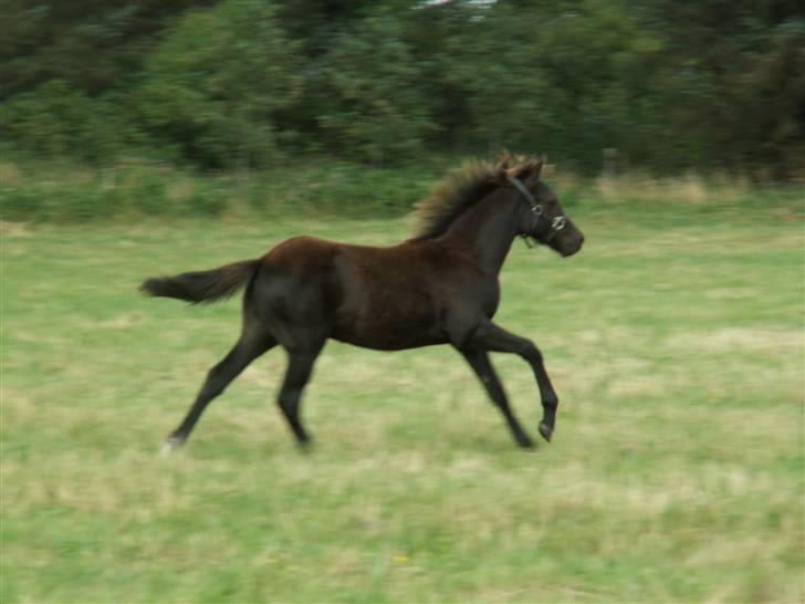 New Forest Calandias Avalanche  - Avalanche med fuld fart og masser af spillopper billede 19