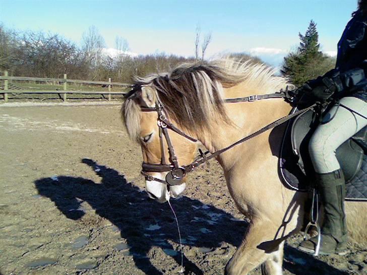 Anden særlig race Jolly Jumper - jeg rider jolly (: billede 17