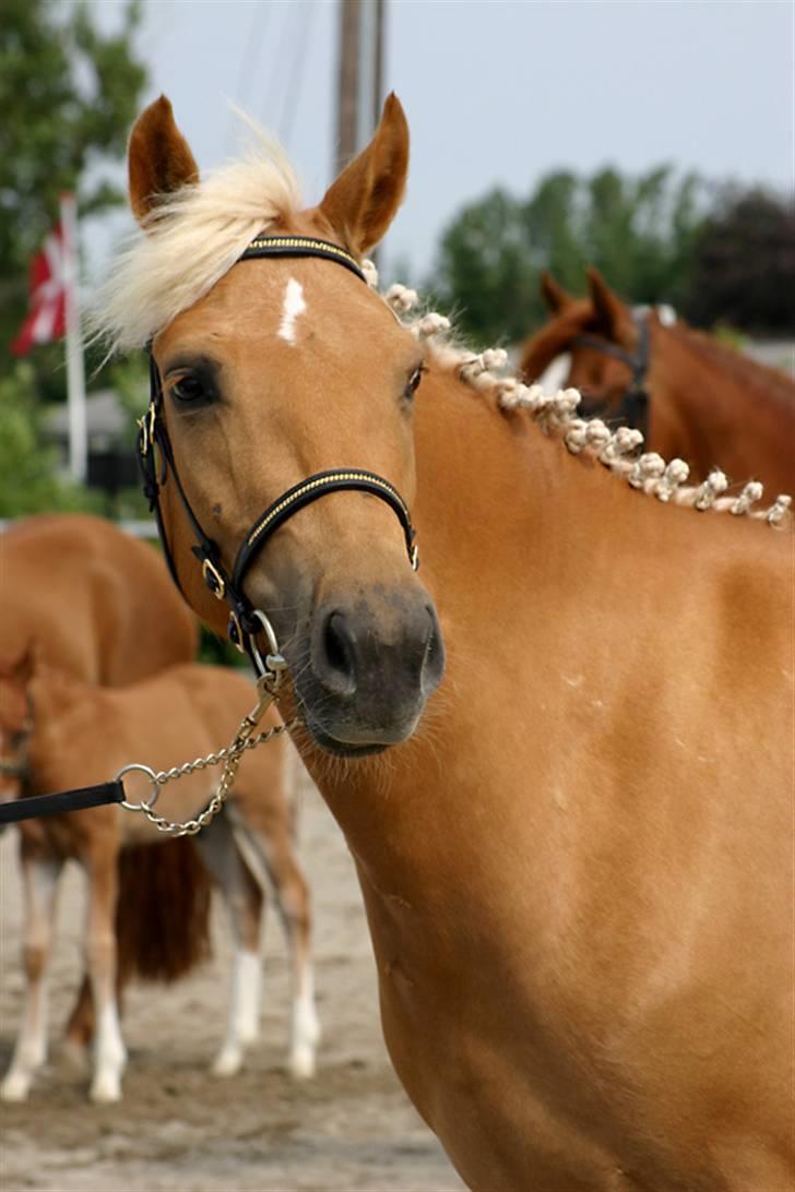 New Forest Stegstedgårds Quality - Quality til kåring 2006 - oprangering ( Foto: Riddersholm) billede 1