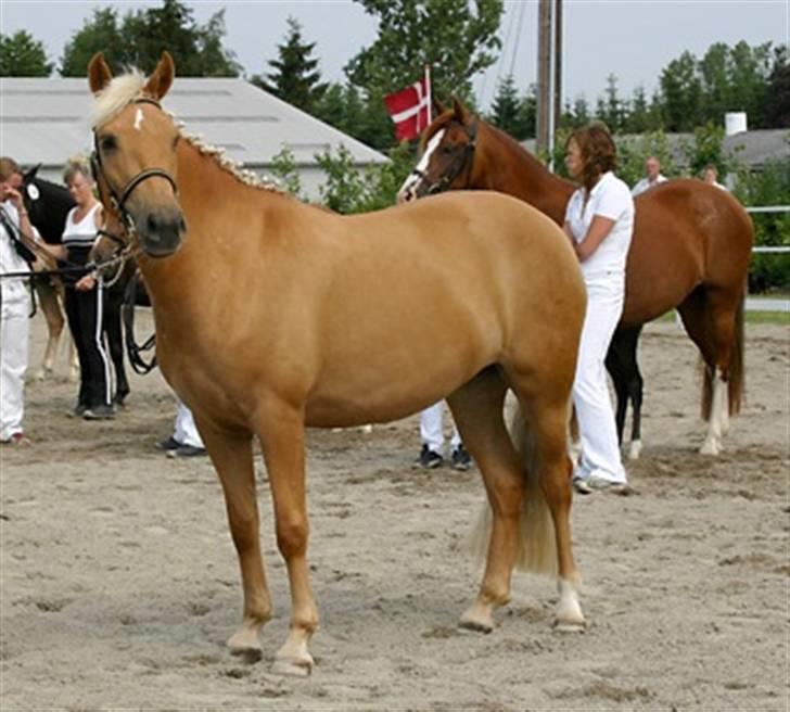 New Forest Stegstedgårds Quality - Quality til kåring 2006 - oprangering (Foto: Riddersholm) billede 2