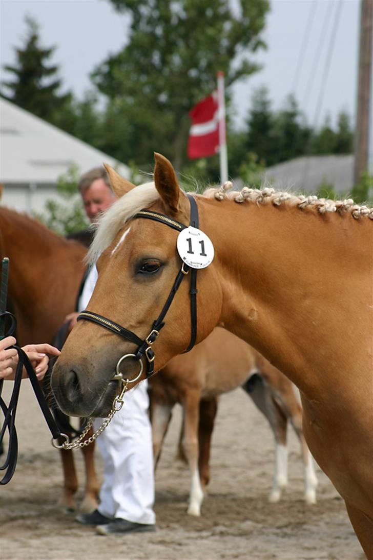 New Forest Stegstedgårds Quality - Quality til kåring 2006 (Foto: Riddersholm) billede 3