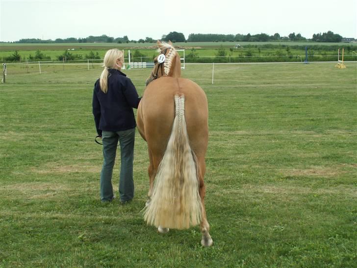 New Forest Stegstedgårds Quality - Quality til kåring 2006 billede 4